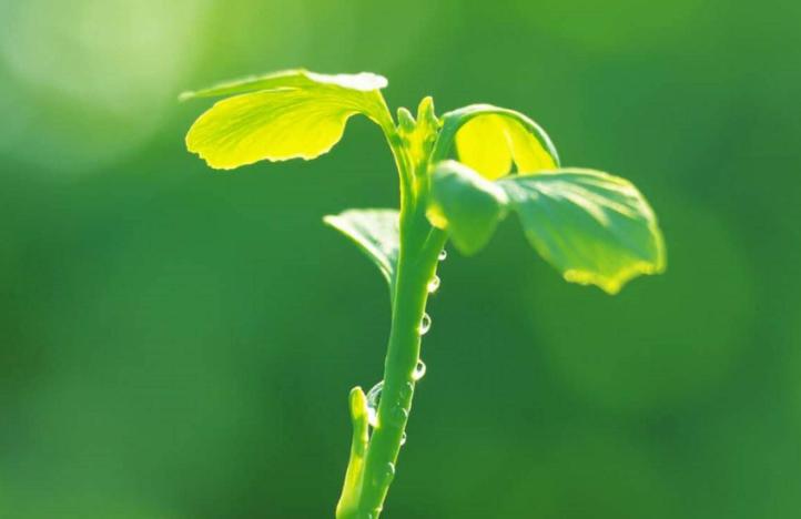 植物没有疼痛感？它们不光会疼还会发出信号（植物痛感）