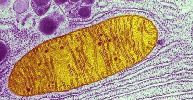 英国科研团队开发出来最新技术，利用红外线可以提高视力