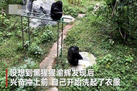 猩猩给饲养员洗衣 网友：比我洗得还干净