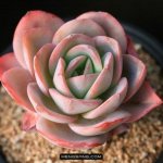 布鲁蓝 Echeveria Brinks blue