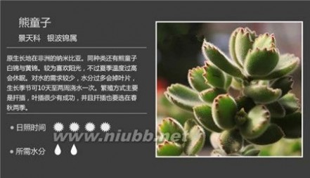 多肉植物图谱 100种常见多肉植物图谱及养护方法，赶紧收藏！