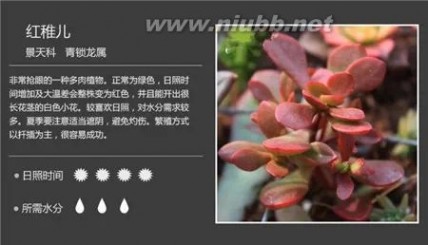 多肉植物图谱 100种常见多肉植物图谱及养护方法，赶紧收藏！