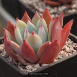 布兰迪 Echeveria colorata fa. brandtii