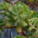 达摩宝珠 Sedum dendroideum