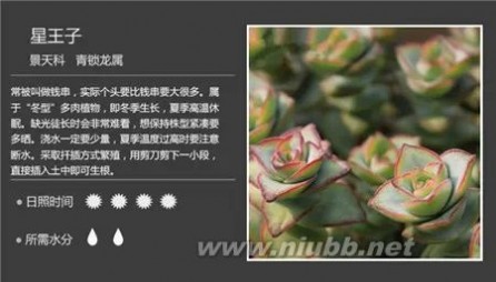 多肉植物图谱 100种常见多肉植物图谱及养护方法，赶紧收藏！