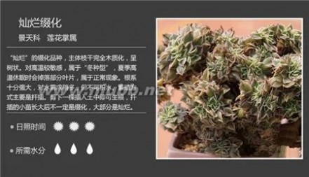 多肉植物图谱 100种常见多肉植物图谱及养护方法，赶紧收藏！