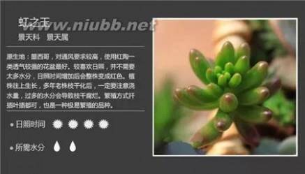 多肉植物图谱 100种常见多肉植物图谱及养护方法，赶紧收藏！