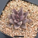 贝飞达 Echeveria bifida