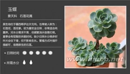 多肉植物图谱 100种常见多肉植物图谱及养护方法，赶紧收藏！