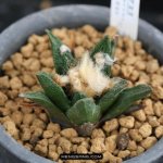 勃氏牡丹 Ariocarpus fissuratus ssp. bravoanus