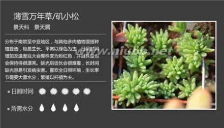 多肉植物图谱 100种常见多肉植物图谱及养护方法，赶紧收藏！