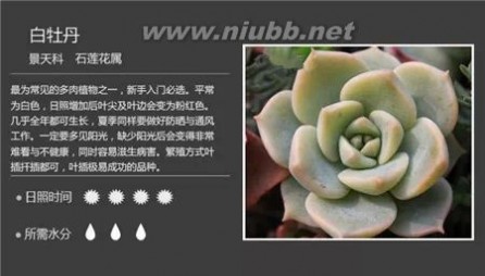 多肉植物图谱 100种常见多肉植物图谱及养护方法，赶紧收藏！