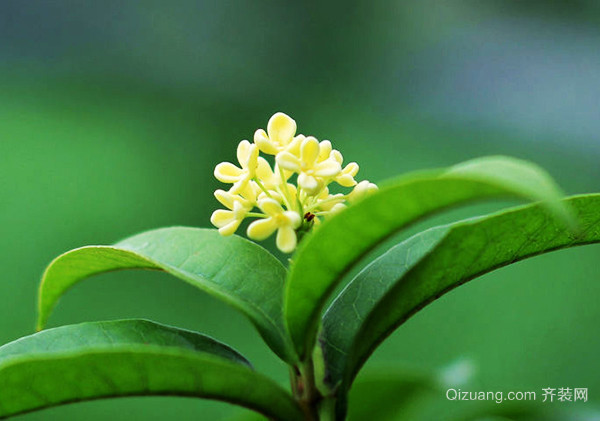 9种最黑暗花语大全