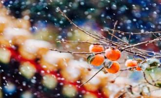 下雪的唯美短句，发朋友圈配雪景的走心文案