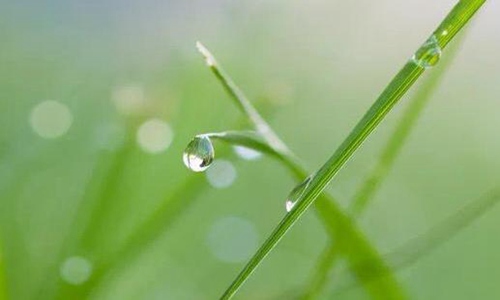 适合植树节发的朋友圈