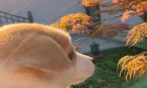 小狗文学文案