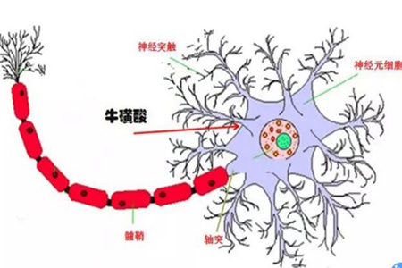 牛磺酸有什么功效